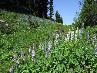 Lupines at upper Doelle Lake.