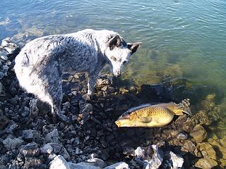 Rocky and big carp I caught.