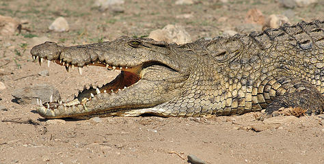 Crocodile, Sanyati gorge, Zimbabwe