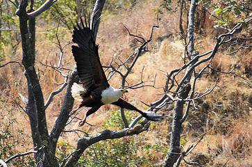 Fish eagle, Sanyati River gorge, Zimbabwe