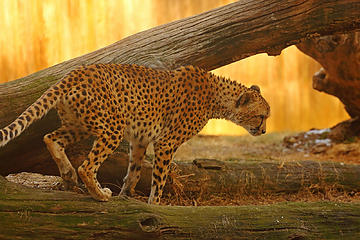12- Cheetah