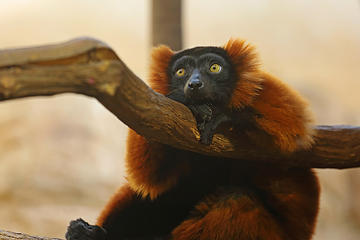 8- Red-ruffed lemur