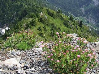 Rosy Spiraea (Spiraea splendens) on the summit.