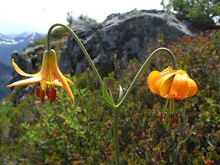 Tiger Lily (Lilium columbianum) near the summit.