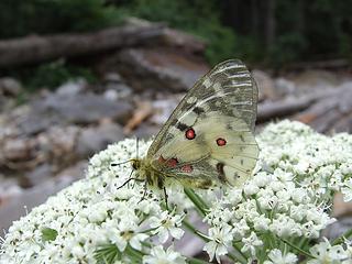 Parnassian Butterfly.