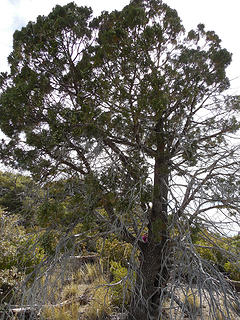 A surviving tree