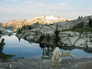 Mountain Goats at Robin Lakes