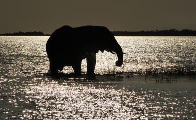 Elephant, Spurwing Island, Zimbabwe