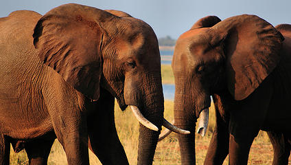 Elephant, Matusadona National Park, Zimbabwe