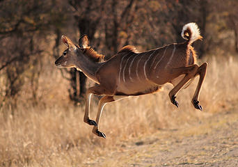 Female kudu, Hwange National Park, Zimbabwe. 
Nikon D300, Nikkor 300mm f4.5 ED-IF