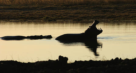Hippo, Hwange National Park, Zimbabwe