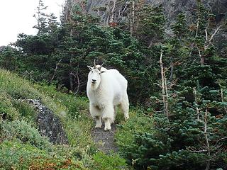 mr. mountain goat!