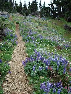 lupine lined trail