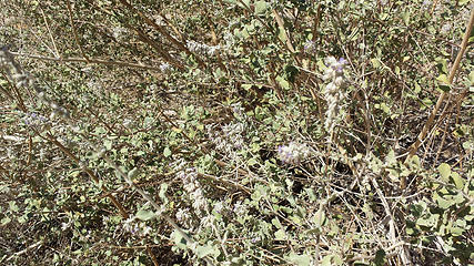 Hyptis emoryi (Desert Lavender)