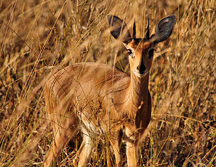 Steenbok, Hwange National Park, Zimbabwe 
Smallest of the antelope in Hwange