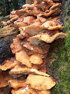 Unknown fungus on a stump. This was only about one-quarter of it.