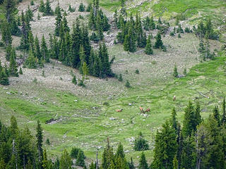 Elk grazing below.