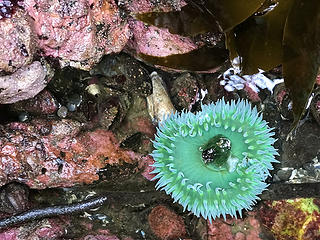 Giant green anemone