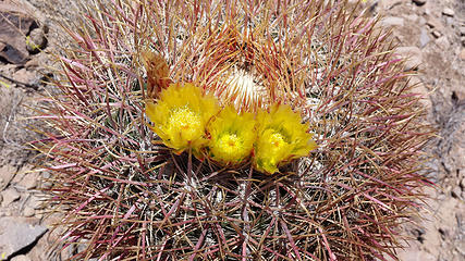 Barrel cactus blooms