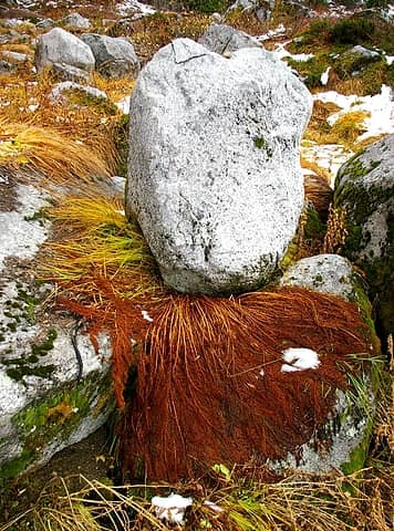 Rock landing on vegetation2