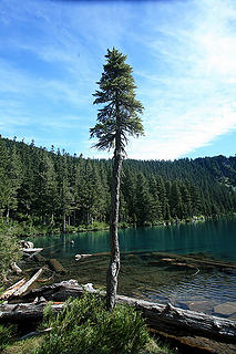Boulder lake tree