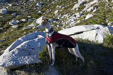 Rowena makes sure the route is clear of evil marmots and chipmunks