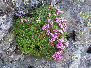 mountain flora