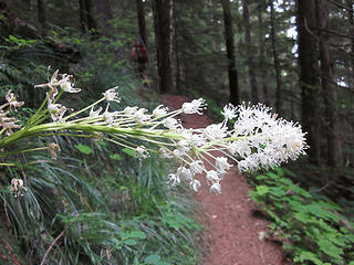 Bear grass and trail