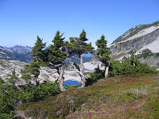 Attempt to duplicate  Ed Cooper's photo of "dwarfed, wind-bent alpine zone conifers"  in Beckey's guide.