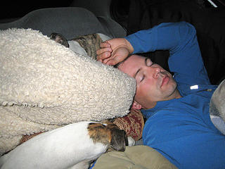 Dude and the whippets asleep in the car