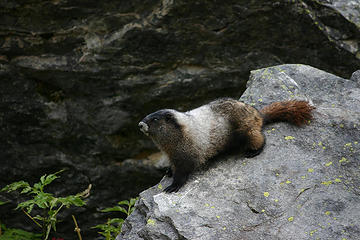 Marmot on patrol