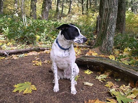 Jasper dog on Dog Mountain trail