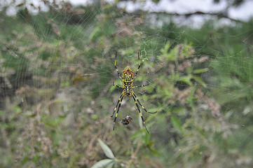 A huge spider sput its web among all the branches on the section of the unmaintained "wild wall".