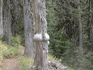 Strange tree on way down Miller Peak trail.