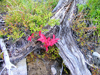 Fall color on a huckleberry bush