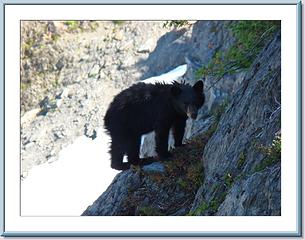 Part way up Kimta Peak, we crossed a col and came face to face with this bear cub about 20 ft away.