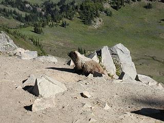 Large marmot on the Sourdough ridge trail before Frozen lake