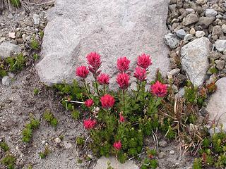 Paintbrush in moonscape area