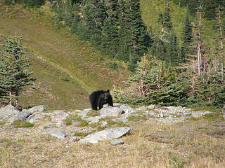 Bear Sighting at Berkley Park. Mt Rainier National Park.