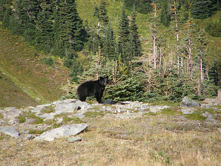 Bear Sighting at Berkley Park. 70 yards away from trail.
