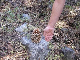 "Car bomb" pine cone - they'll do some damage if it lands on you!
