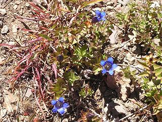 Gentian in bloom at Dick's Pass