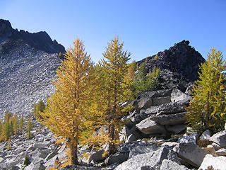 Larches at about 8000' near Hoodoo Peak.