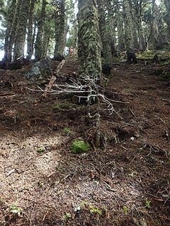 Steep forest above crux