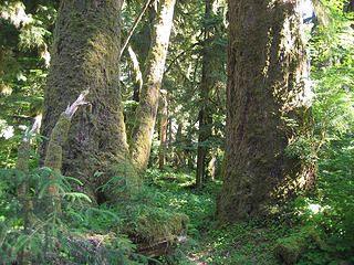 the nice old growth forest