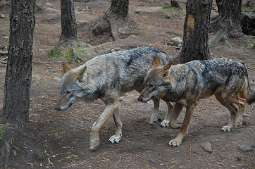 Wolves at the Highland Wildlife Park, Kingussie