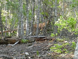 Deer at ~2500' on SE ridge, Aug 6