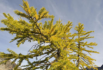 Electric Larches