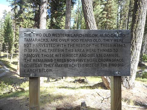 Larch Sign