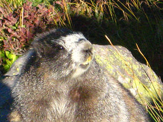 This little guy didn't seem to mind us even when we passed within 2 or 3 feet.  After seeing the crowds on the trail later that day I understood why.  What's 2 hikers to a marmot that sees dozens each day?